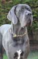 Photo du Dogue allemand Chablis ayant servi de modle au portrait
